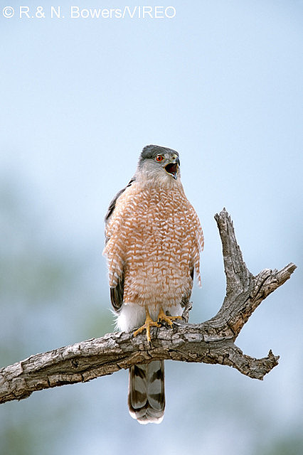 Cooper s Hawk